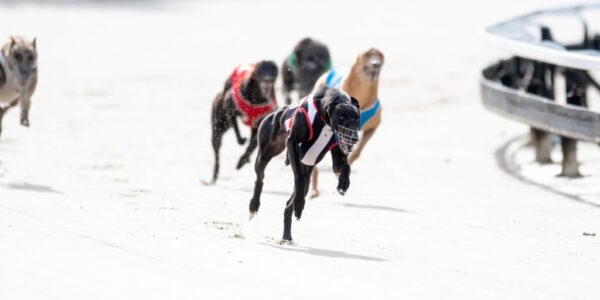Premium Greyhound Racing Venue in Ipswich Queensland at The Q Brisbane