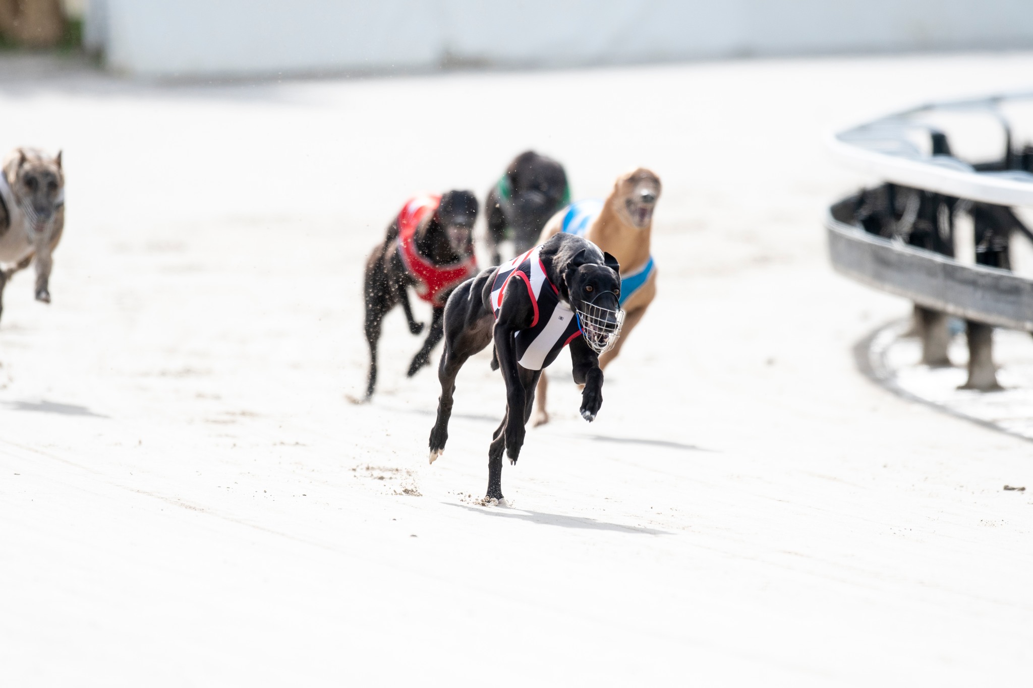 Premium Greyhound Racing Venue in Ipswich Queensland at The Q Brisbane
